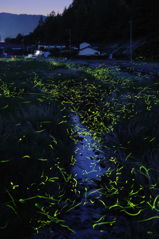 Illustration for article titled An incredible, time-lapse vision of fireflies in the wild